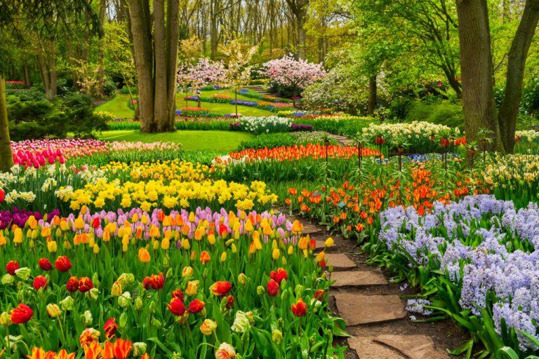 a garden of flowers