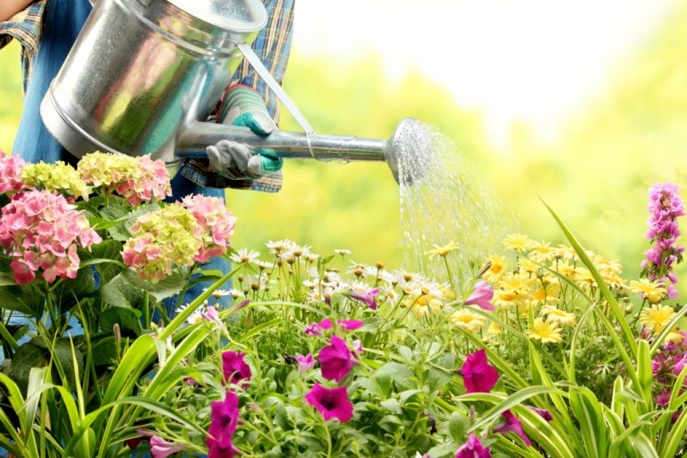 person watering a garden