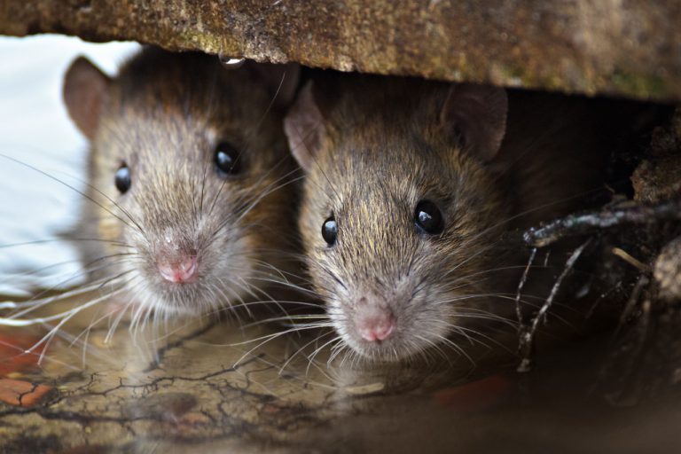 Steps on How to Get Rid of Smell of Dead Rat at Home Peoples Med