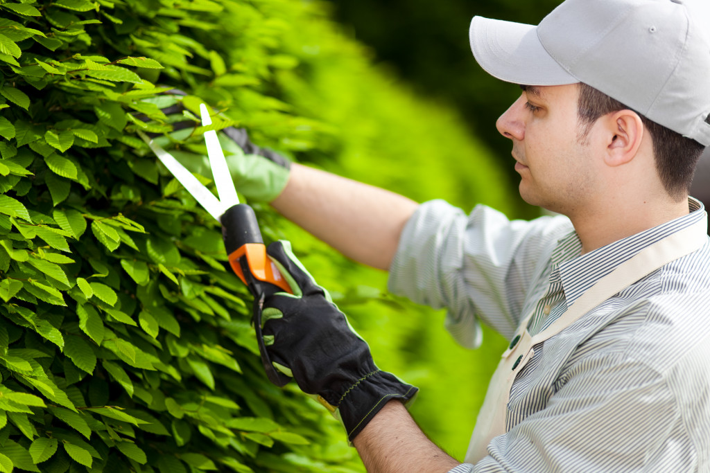 a man pruning hedges on a garden