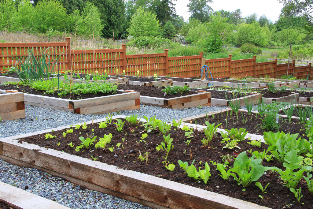 a vegetable garden with protection from flooding